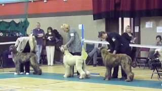 Guillaume du Menuel Galopin, 1st show by thendara show dogs 443 views 11 years ago 6 minutes, 43 seconds