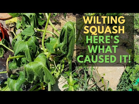 Vidéo: Vine Borers : Pourquoi une courgette peut-elle mourir subitement ?