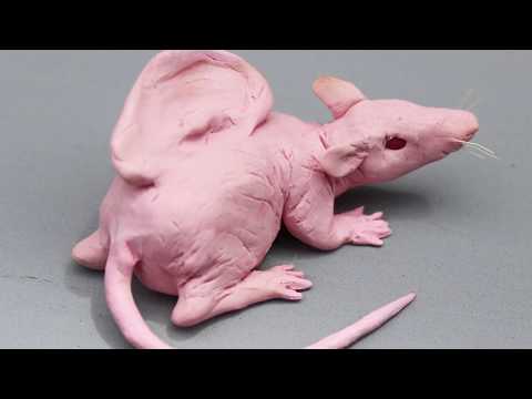 Top 10 Strange Creatures Created By Scientists