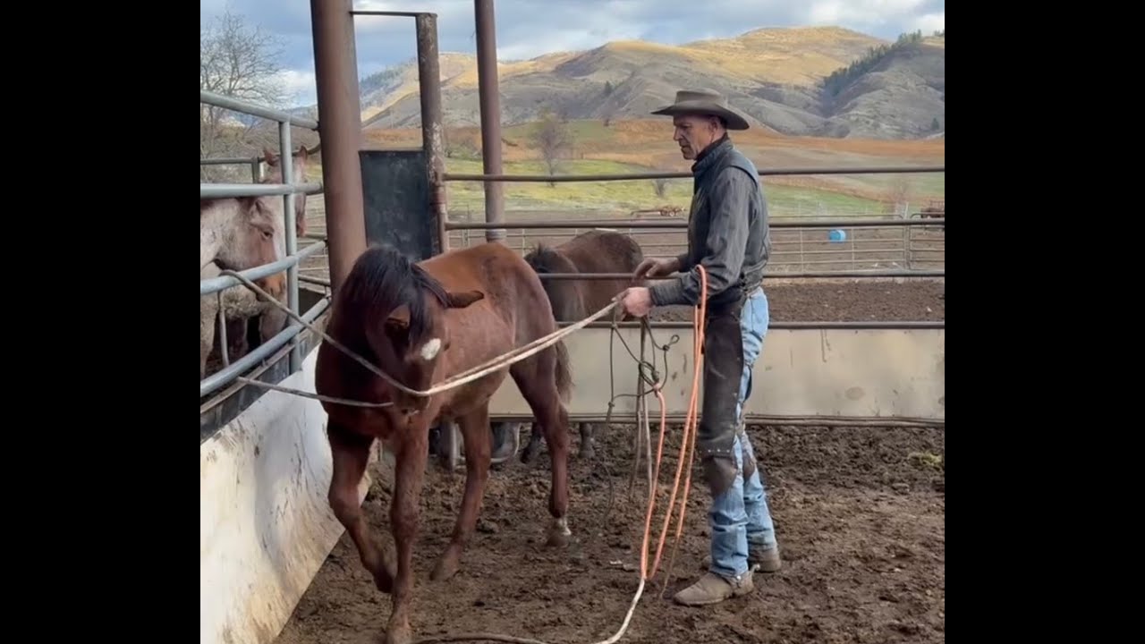 Chuta Ropa How To Make a Rope Squeeze Chute- No Roping Required! - YouTube