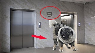 Собака не пустила хозяина в лифт и вот, что было дальше..
