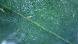 What Tiny Bug Damage Looks Like (thrips) | #shortvlog 4
