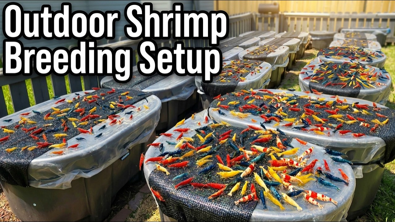 I Scaled My Shrimp Operation to 16 Tubs – Here's What Happened