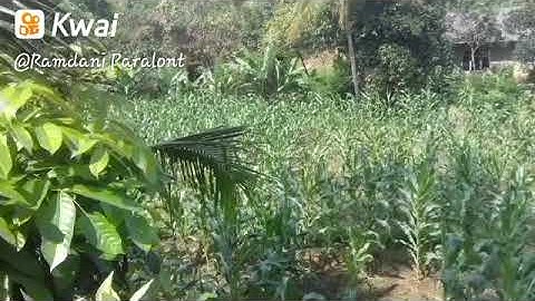 Pemandangan kebun jagung.
