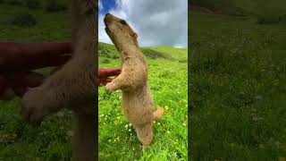 Cute Wild animal bobak marmot or prairie dog eating cookies yummy 9
