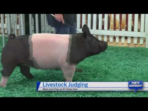 Matt And Chip Learn Livestock Judging