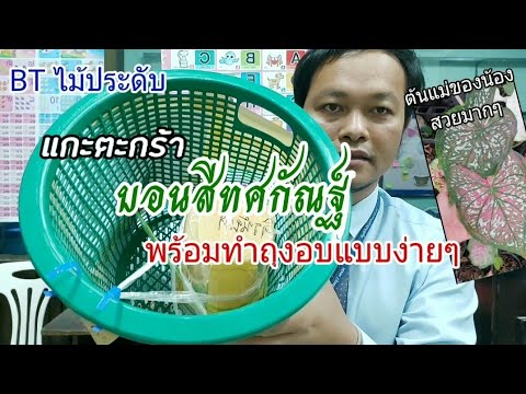 แกะตะกร้าบอนสีทศกัณฐ์ สั่งจาก facebook : บอนสีทศกัณฐ์ EP1 แกะตะกร้าบอนสีทศกัณฐ์ สั่งจาก facebook : บอนสีทศกัณฐ์ EP1