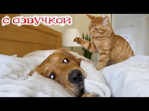 Приколы с котами! С ОЗВУЧКОЙ! СМЕШНЫЕ КОТЫ! Самые смешные животные! До слёз!