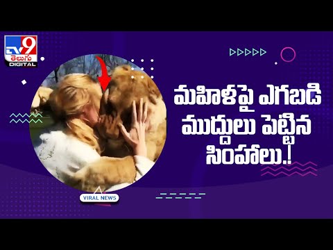 Viral : మహిళపై ఎగబడి ముద్దులు పెట్టిన సింహాలు @TV9 Telugu Digital