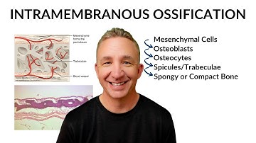 Bone Development: Intramembranous Ossification