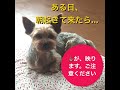 ある日の朝、それは落ちていた・・・【犬の便利グッズ】２WAYフンキャッチャーでうんちの後始末も怖くない！