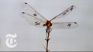 How a Dragonfly Hunts - ScienceTake | The New York Times