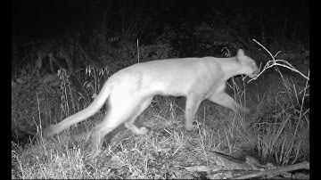 Mountain lion, first video at this site over 5 years, October 7, 2025, 4:30 AM.
