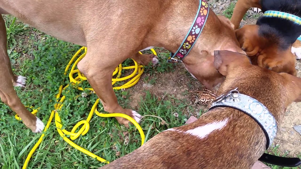 How do frogs poison dogs YouTube