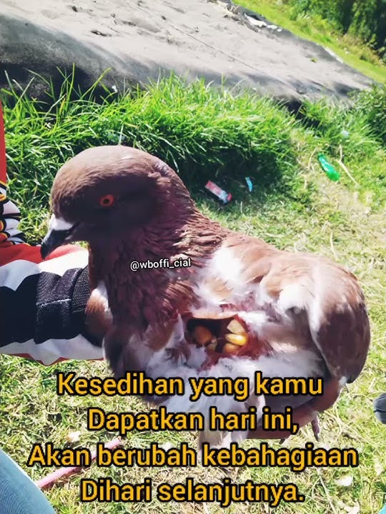 Quotes Merpati🕊️