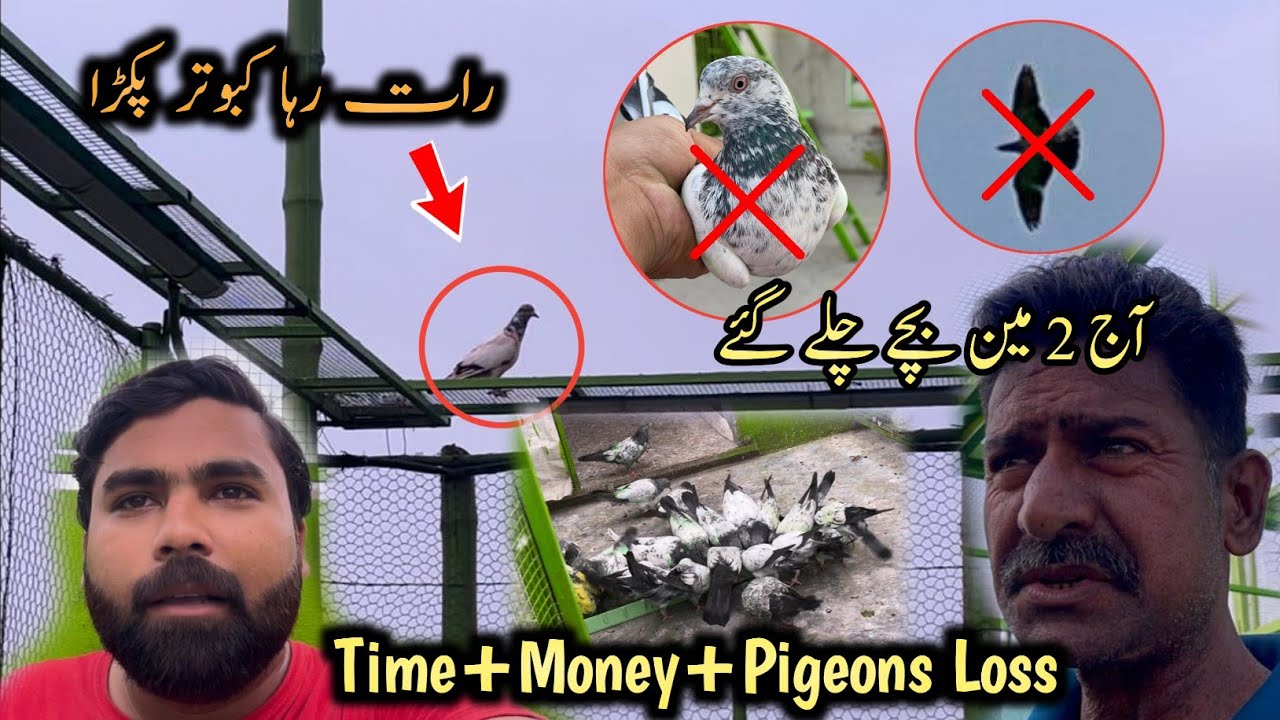 Time + Money + Pigeons Loss 