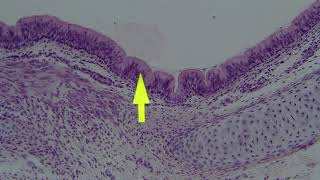 0831 Demo (Episode2) Connective&Epithelial Tissue 2 for M115