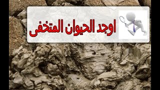 العاب ذكاء للاطفال | اوجد الحيوان المتخفى بالصورة (3) | Can You Find the Hidden Animals screenshot 1