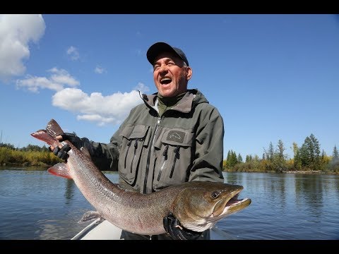 Видео: Таймени реки Учур (Якутия)