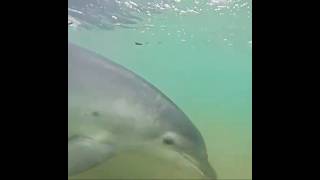 Le dauphin femelle gros plan avec les nageurs de Saint Jean de Luz .