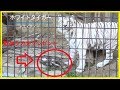 野生シカを猛獣にプレゼント『大牟田市動物園企画』