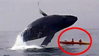 10 Of The Internets Most Must See WTF Videos 10 Of The Internets Most Must See WTF Videos