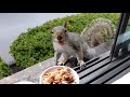 Louie the squirrel is proud of himself for tricking manny