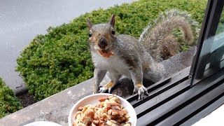 Louie the squirrel is proud of himself for tricking Manny by Squirrels at the window 10,064 views 3 weeks ago 4 minutes, 25 seconds