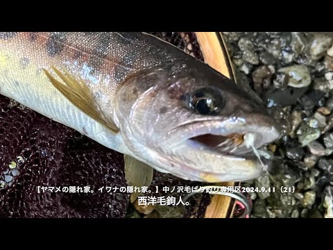 【ヤマメの隠れ家。イワナの隠れ家。】中丿沢毛ばり釣り専用区2024 9 11（21）