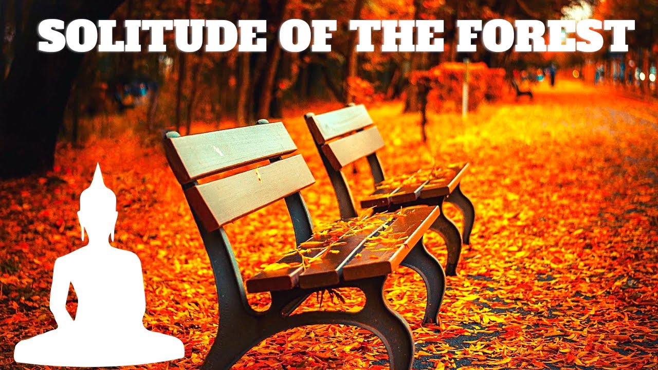 Solitude of the forest | Daily Calm | Positive Energy