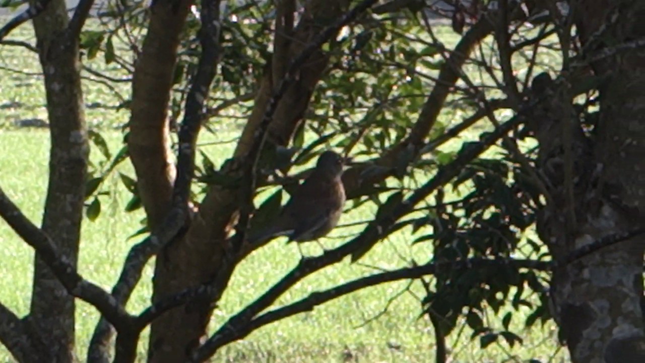 木の枝の上に止まっているシロハラ --- The pale thrush perching on the branch of a tree