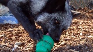 Pet Fox Loves His Kong - Stuffed With Raw Meat