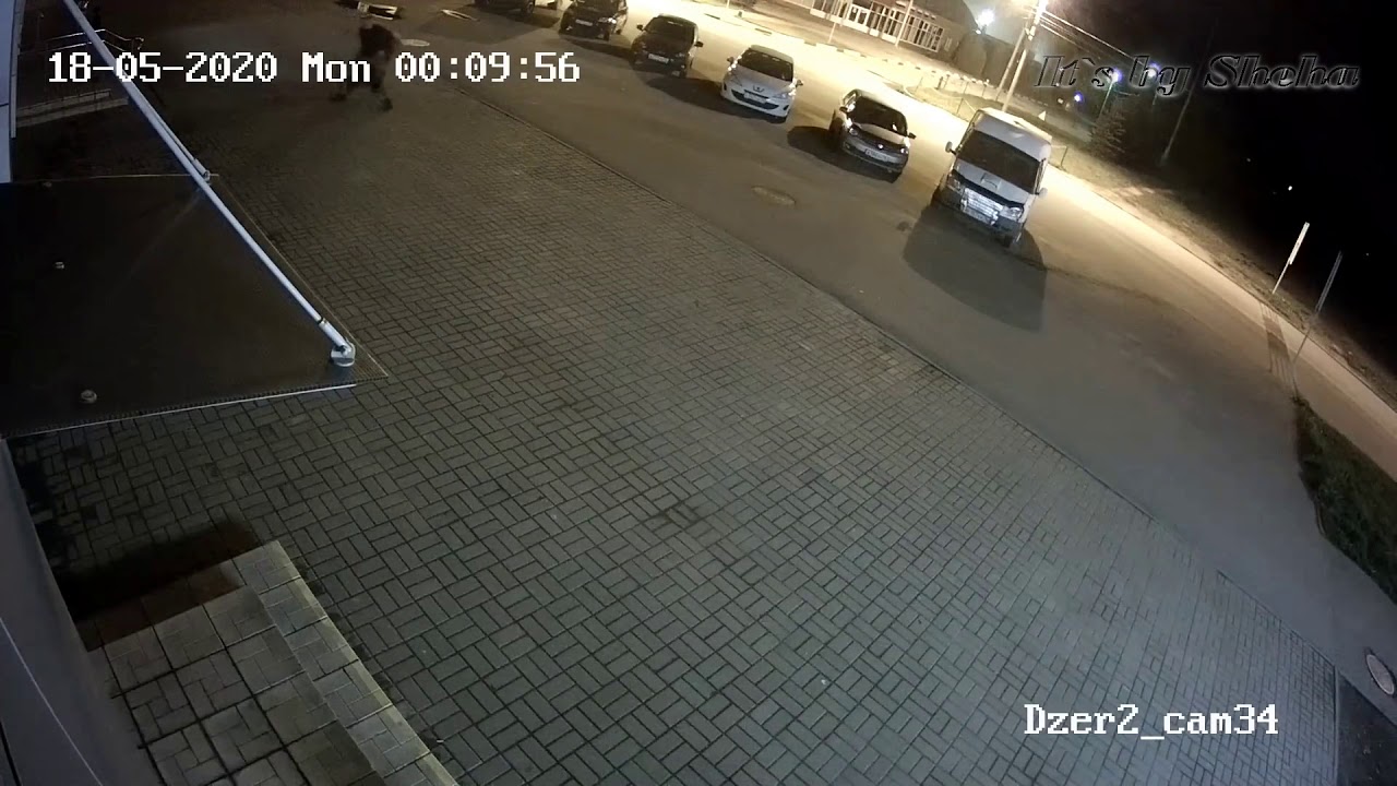 В Ярославле медведь напал на человека ВИДЕО // Bear attacked a man in Yaroslavl