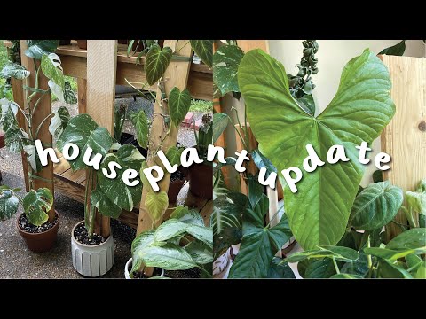 Vídeo: Moviment de plantes d'interior a l'exterior