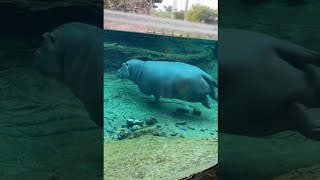 एक पन म रहन वल जनवर दखए उस क कद करक रख ह Wala