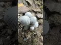 Wild mashroom 🧐😍 #mashroom #nature #shorts #viralshorts #naturelovers #wildlife