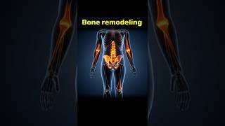 Day 42/90 Height Maxing Challenge | Microfracture Bone Stretching Explained#heightincrease