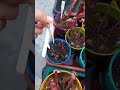 plantas a la venta