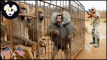Namibia’s Baboon Problem - How Hunters In Namibia Take On The Baboon Invasion Destroying Farms