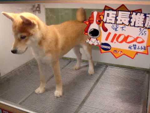 Another Shiba Saw LuLu（另一隻柴犬看到LuLu）