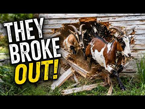We Couldn't Believe How They ESCAPED!