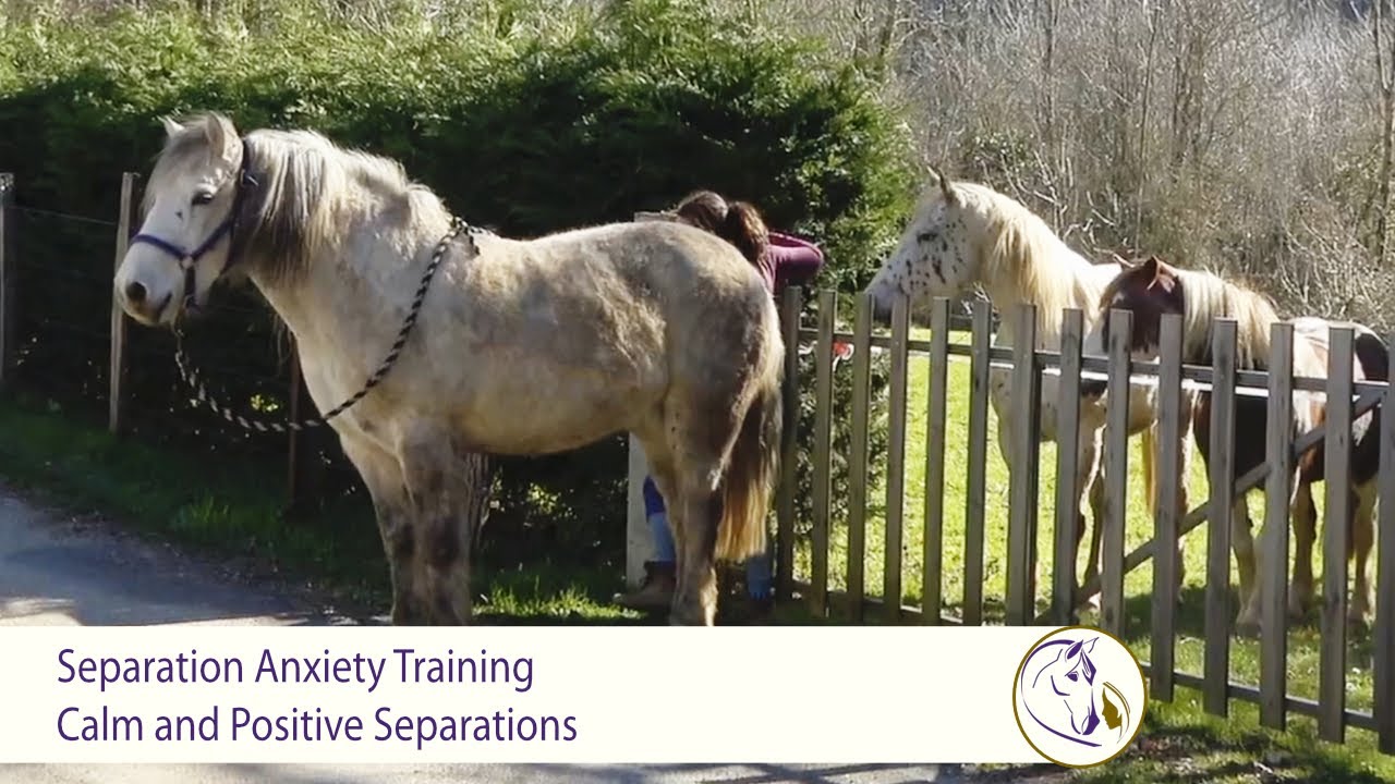 Separation Anxiety Training No more barn sour, buddy sour or herd