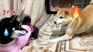 この柴犬は常に戦闘態勢から自分で暴走スイッチを入れてしまうw