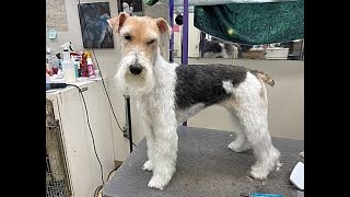 Very Excited Wirefox Terrier