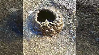 kepiting membangun rumah #shorts #aktivitashewanlaut