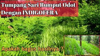 Hasil Tumpangsari Antara Rumput Odot Dengan Indigofera || Rumput Odot || Indigofera