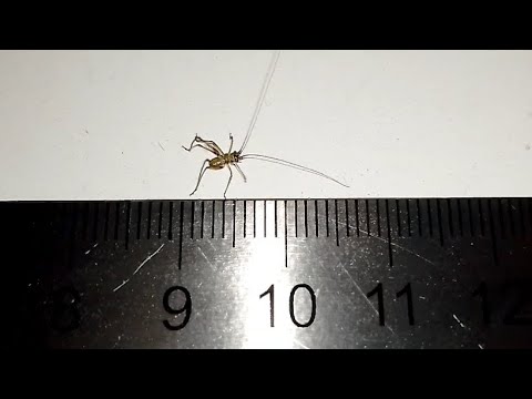 Маленький кузнечик пластинокрыл обыкновенный (Phaneroptera falcata).
