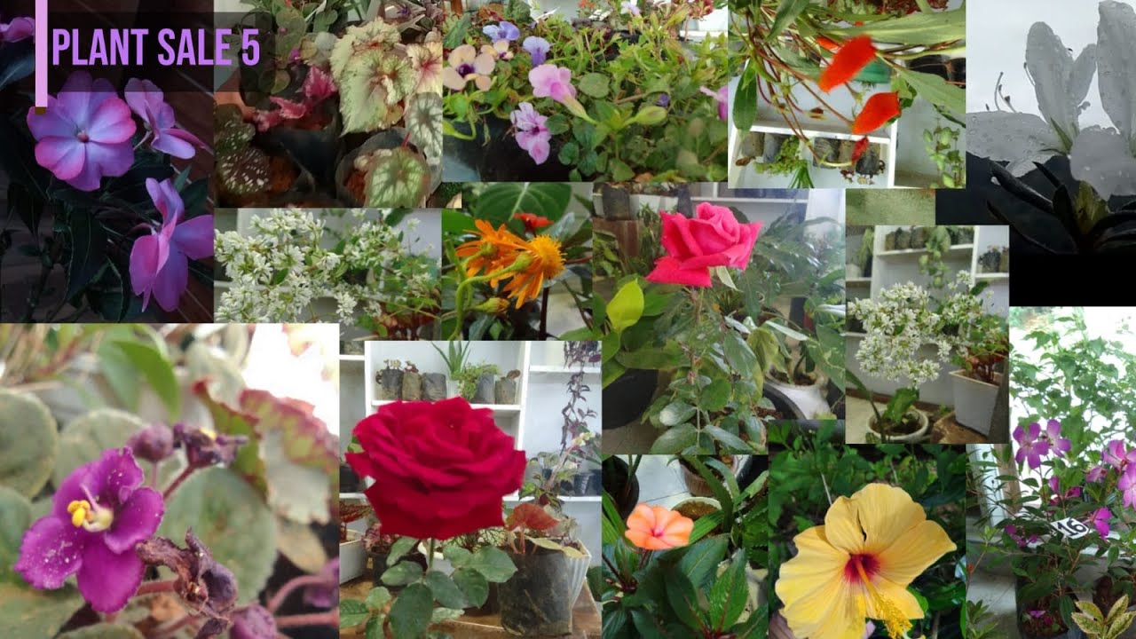 මගේ පස්වෙනි පැළ සේල් එක | My fifth plant sale | 𝙉𝙞𝙡𝙙𝙞 𝙁𝙡𝙤𝙧𝙖 | #plants #viral #garden #homedecor