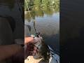 Youghiogheny River Smallmouth DOUBLE UP!!! #fish #fishing #smallmouth #smallmouthbassfishing #shorts