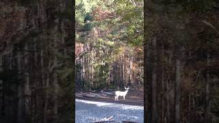 Deer crosses tracks before Amtrak Piedmont Train 77 | Durham, NC